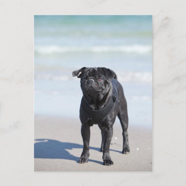 Carte Postale Carlin Noir Sur La Plage (Devant)