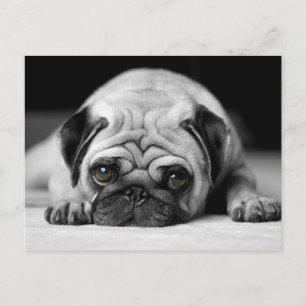 Carte Postale Carlin triste