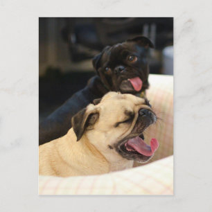 Carte Postale Carlin Yawn