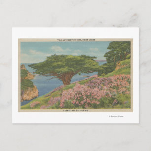 Carte Postale Carmel Bay, CA - Vue de l'arbre "ancien vétéran"