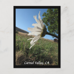 Carte postale Carmel Valley Daisy