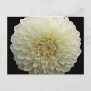 Carte postale Carnation blanche