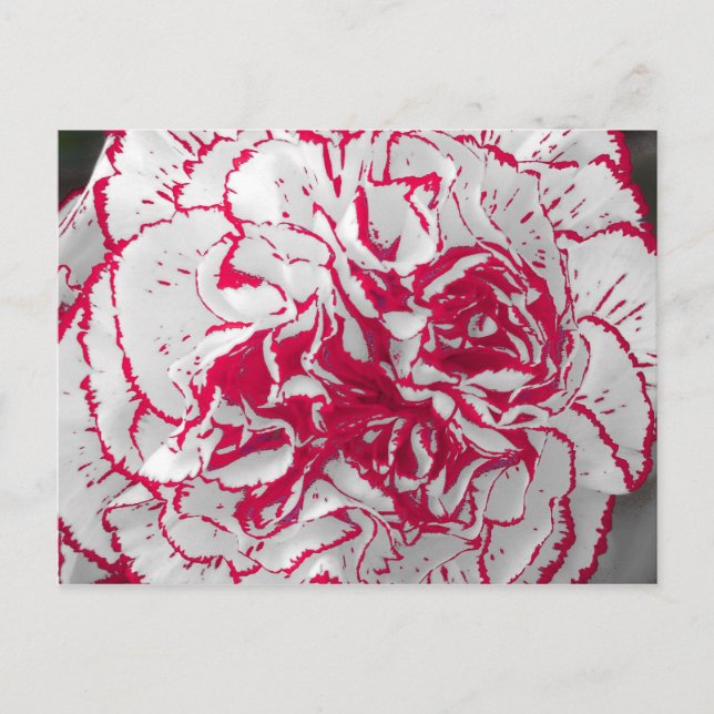 Carte postale - Carnation en rouge et blanc (Devant)