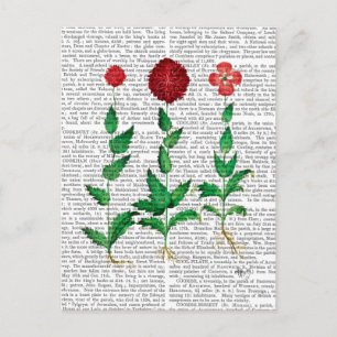 Carte Postale Carnation italienne 2