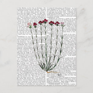Carte Postale Carnation italienne 4