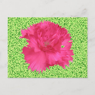 Carte postale Carnation rose