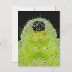 Carte Postale Carner Blue Butterfly Caterpillar