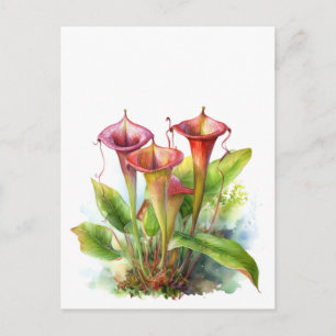 Carte Postale Carnivore Pitcher Plante Botanique Aquarelle Art