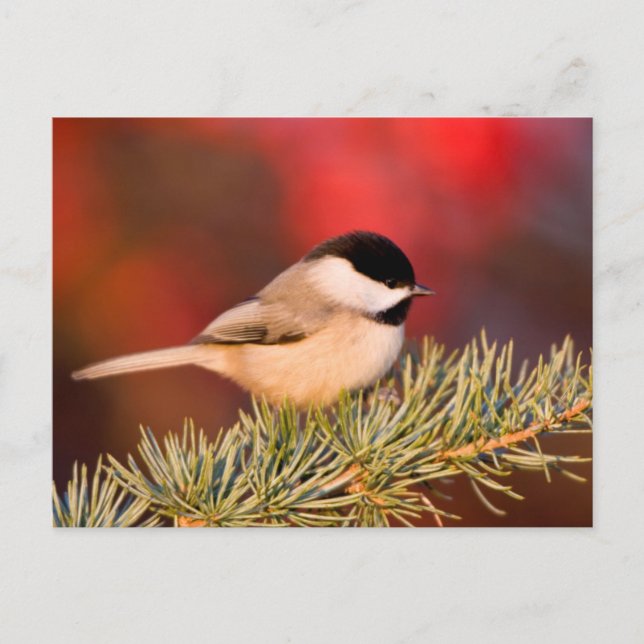 Carte Postale Carolina Chickadee en Cèdre Blue Atlas (Devant)