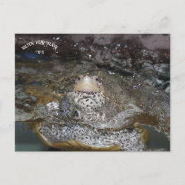 Carte postale Carolina Diamondback Terrapin