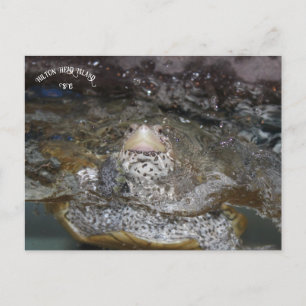 Carte postale Carolina Diamondback Terrapin
