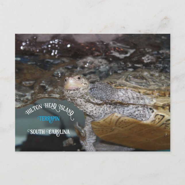 Carte Postale Carolina Diamondback Terrapin (Devant)