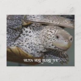 Carte Postale Carolina Diamondback terrapin 2