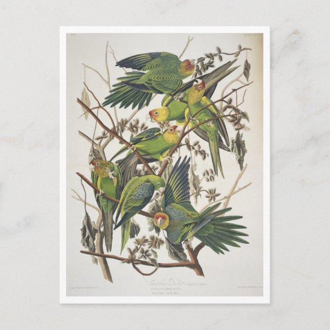 Carte Postale Carolina Parakeet, de 'Birds of America', 1829 (Devant)