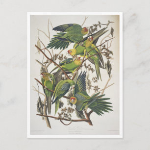 Carte Postale Carolina Parakeet, de 'Birds of America', 1829