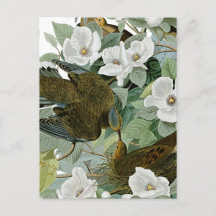 Carte Postale Carolina Pigeon Audubon Morning Dove Bird
