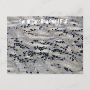Carte Postale Carolina Sud Snail Mail 2