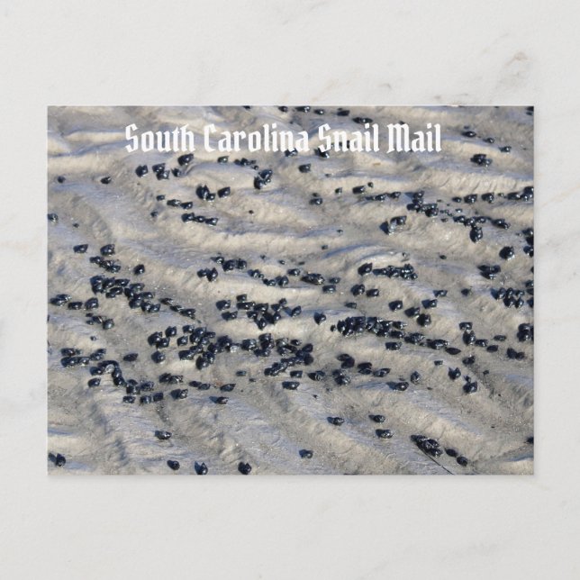Carte Postale Carolina Sud Snail Mail 2 (Devant)
