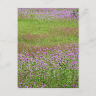 Carte Postale Carota du Lace Daucus de la reine Anne) en croissa