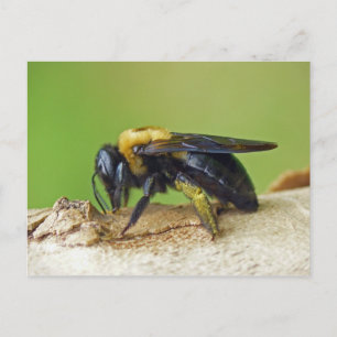 Carte Postale Carpenter Bee.
