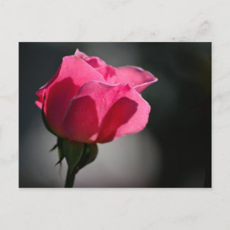 Carte Postale Cartão Postal - Rosa (Casa das Rosas)|Nº5