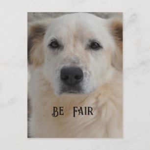 Carte Postale Carte, Golden Retriver