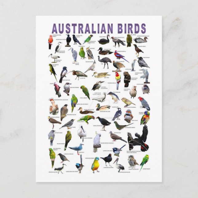 Carte postale Carte postale Australian Birds Chart (Devant)