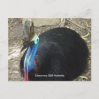 Carte Postale Carton de Cassowary QLD Australie