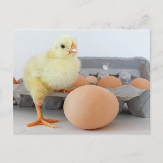 Carte Postale Carton de poussin et d'oeuf avec oeuf Brown (Devant)