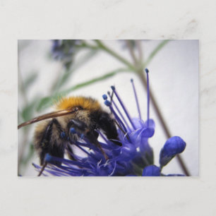 Carte Postale Caryopteris