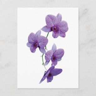 Carte Postale Cascade d'orchidées violettes