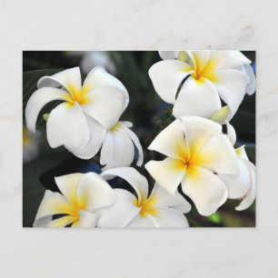 Carte postale Cascade Hawaii Plumeria