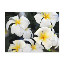 Carte postale Cascade Hawaii Plumeria