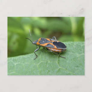 Carte Postale Case Elder Bug Coordonner les éléments