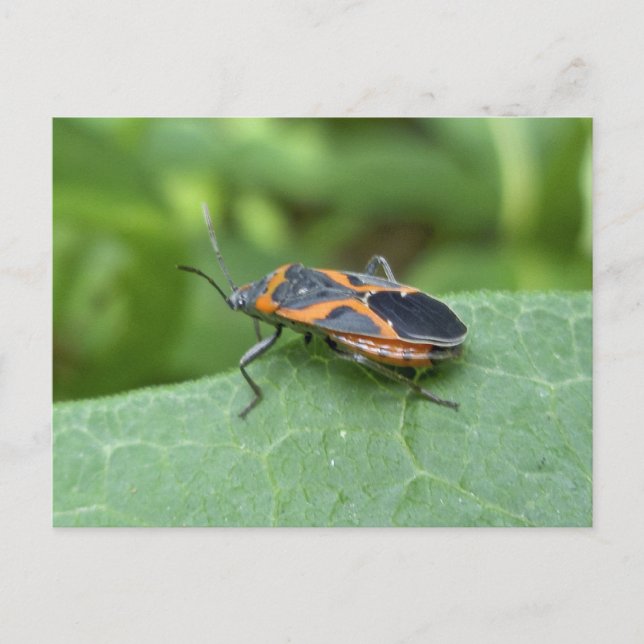 Carte Postale Case Elder Bug Coordonner les éléments (Devant)
