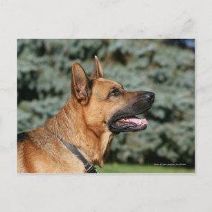 Carte Postale Casque berger allemand 1