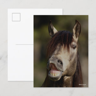 Carte Postale Casque Buckskin Lusitano Stallion Flehmen