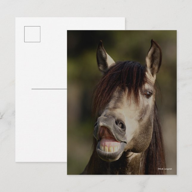 Carte Postale Casque Buckskin Lusitano Stallion Flehmen (Devant / Derrière)