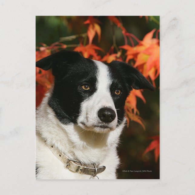 Carte Postale Casque Collie Automne Bordure (Devant)