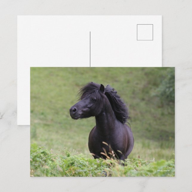 Carte Postale Casque de Bob Langrish Black Shetland Pony Stallio (Devant / Derrière)