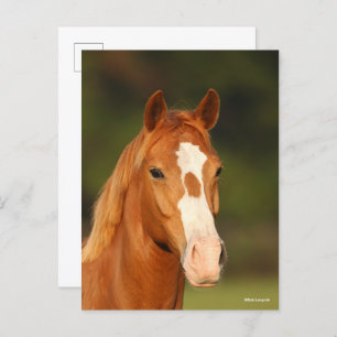 Carte Postale Casque de châtaigne Oldenburg Cross Welsh