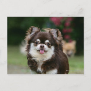 Carte Postale Casque long Haired Chihuahua 1