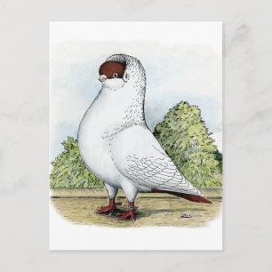 Carte Postale Casque :  Pigeon rouge