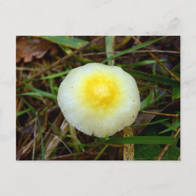 Carte postale Casquette de champ jaune (Devant)
