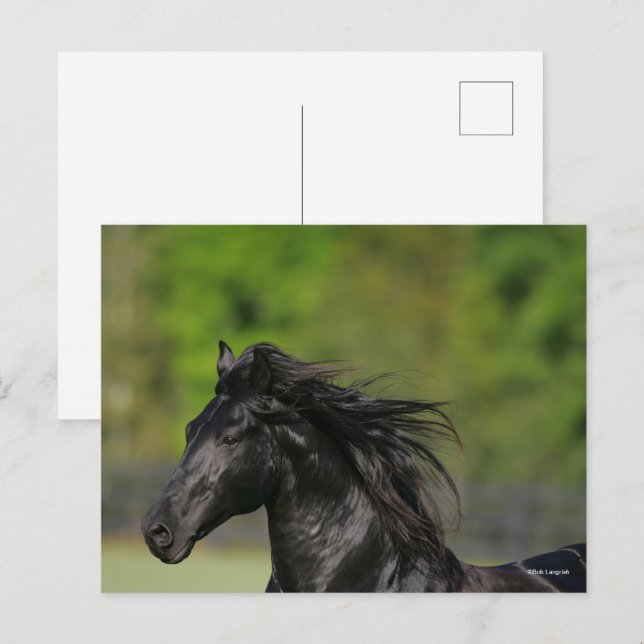 Carte Postale Casquette noire de l'étalon de cheval friésien (Devant / Derrière)