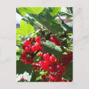 Carte Postale Cassis rouge