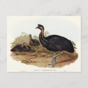 Carte Postale Cassowary monocaroné par Elizabeth Gould