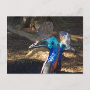 Carte postale Cassowary Sud