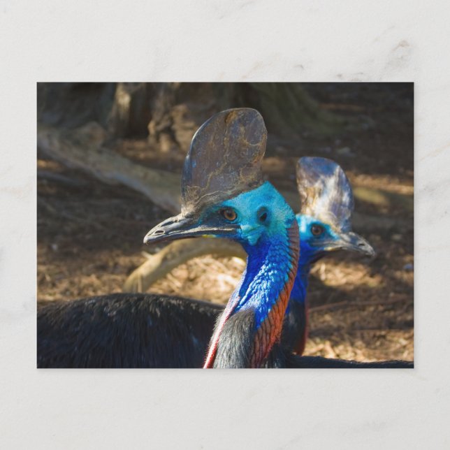 Carte postale Cassowary Sud (Devant)