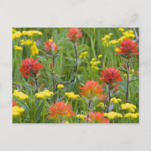 Carte Postale Castilleja et biscuitroot fleurs sauvages